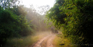 That Night when we chased a Tiger
