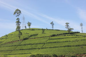 Kandy