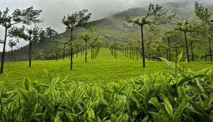 10 exotic Homestays in Coorg for all Nature Lovers!