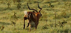 Lake Nakuru National Park, Kenya - The Transit Story