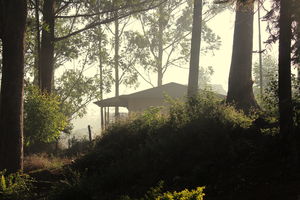 Through the hills of Munnar with a cup of tea..!