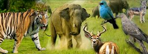 Meandering Through Whispering Forests And Winding Paths - A Safari To Remember