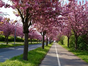 Macon - The Cherry Blossom Capital Of The World