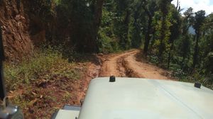 A Stroll in the Forest for Kudremukh Peak
