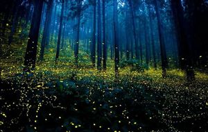 The Fireflies Festival!