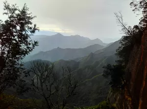 Kodai- The Gift of the Forest