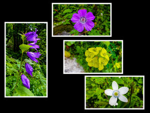 Valley of Flowers - UNESCO HERITAGE- Hemkund - Mana