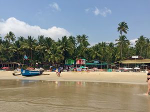 Bioluminescence In India South Goa