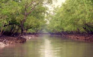 The Sundarbans - A firmament of nature