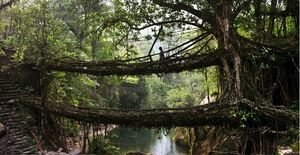 Double Decker Living Root Bridge - Meghalaya