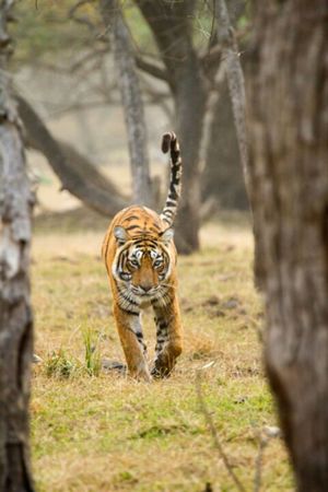 An Evening with Tigress Krisna T19