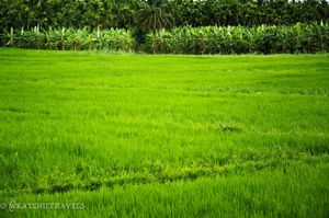 Discovering 'Green Relaxomorphins' in Jagale-Coorg