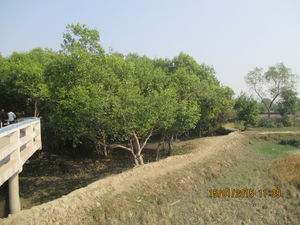 Golpatar Jungle: A day trip from Kolkata
