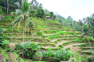 Exploring Bali on Scooter | Part 3 | Tegalalang Rice Terrace (Ubud)