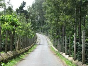 Yercaud Part -1. For All the Travel Runners Out There