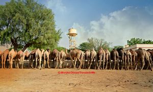 Lesser Known: Time with Camels near Bikaner