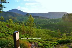 Munnar, a piece of heaven on earth!