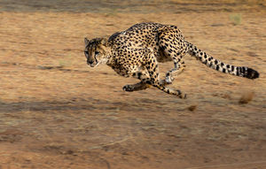 Beautiful Beaches, Wildest Jungles And More Await You In These 6 Visa-Free African Countries