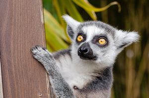 Madagascar Travel Guide - The New Superstar Of The Indian Ocean