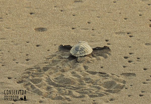 Velas Turtle Festival