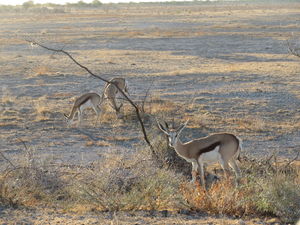 This Wildlife Adventure Through The Heart Of Africa Should Be On Your Bucket List