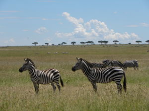 Seeing 2 Million Animals Run Across Tanzania's Landscape Is The Greatest Show On Earth