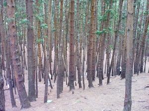 Pine Forest View 1/1 by Tripoto