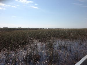 Everglades - Home for thousands of alligators