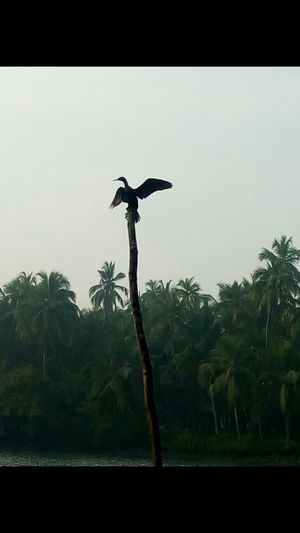 Jumadi Islands, in backwaters of river Suvarna, near Udipi, Mangalore