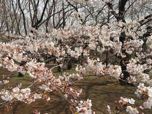 Cherry Bloosm viewing in Japan