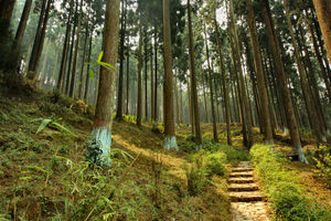 Lamhatta – Heaven in the Pines