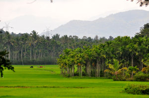 Wayanad, Kerala - First Impressions