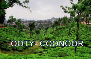 Ooty- Coonoor- The Green Giants!