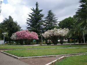 Tirana, a surprise