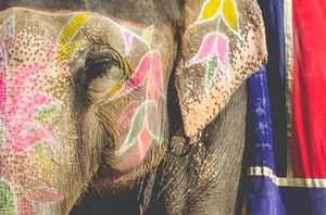 Indian Elephants: God or Slave