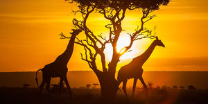 Out of Africa: Kenya