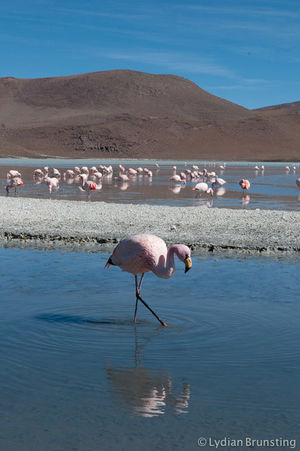 Small Wonders Of The Bolivian Highlands