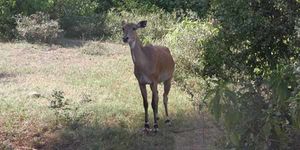 Sariska National Park - Where The Tigers Roar (for few lucky ones)!! (Sariska Trip - Day 1)