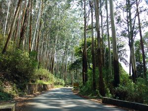 Numero Uno :Ooty