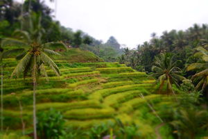Tegalalang Rice Terrace 1/3 by Tripoto