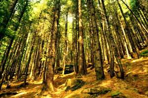 The challenging Jogini Devi waterfall trek, Manali