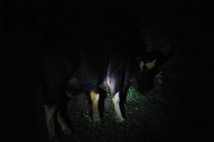 Midnight Safari at Parambikulam