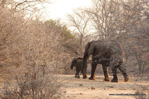SA road trip (1): Towards and in Kruger Park