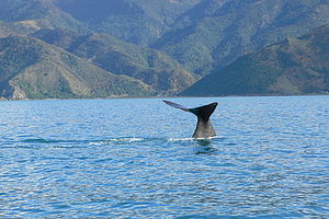 Encounter Kaikoura (Dolphin Encounter) 1/1 by Tripoto