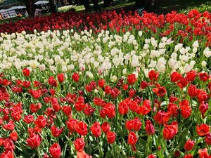 Countryside of Amsterdam-The Land of Tulips and Windmills