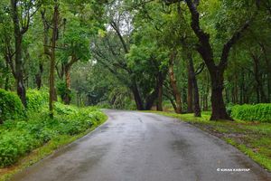 It's Monsoon..Plan a Trip to Chikmagalur.