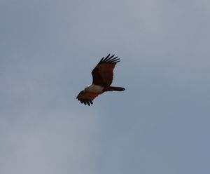 Bird Watching, Sights on the road trip to Tranquebar