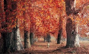 The Chinar legacy