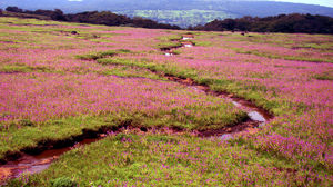 My Monsoon Date at Kaas Plateau