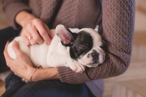 10 Best Dog Cafes In Delhi NCR For Your Next Furry Date!